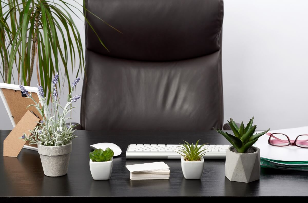 Why Do You Need Indoor Plants for Your Home and Office?
