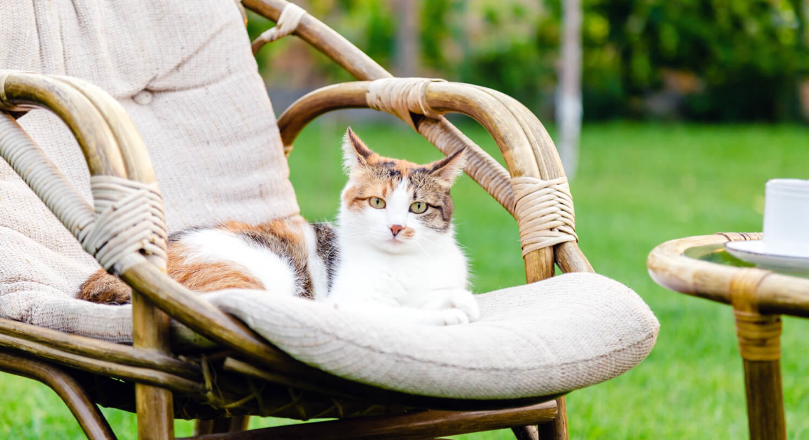 Cat on outdoor furniture